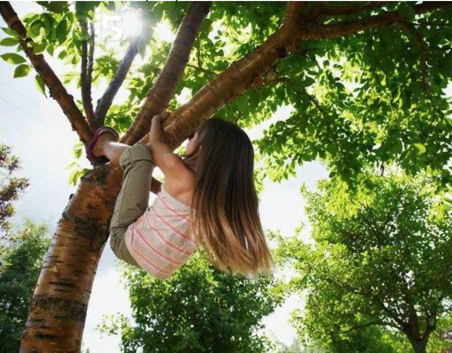 Una niña reflexiona mientras trepa estratégicamente a un árbol bajo el cálido sol.