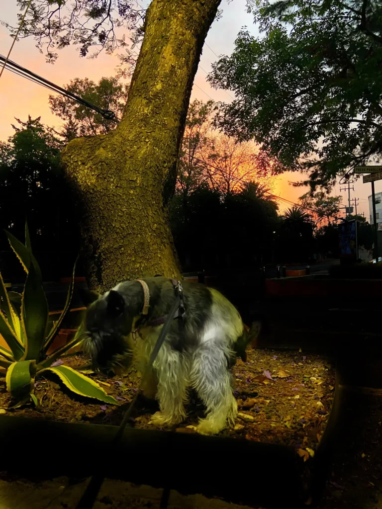 Un perro pequeño con correa olfatea el suelo cerca de un árbol, con un cielo de atardecer de fondo.