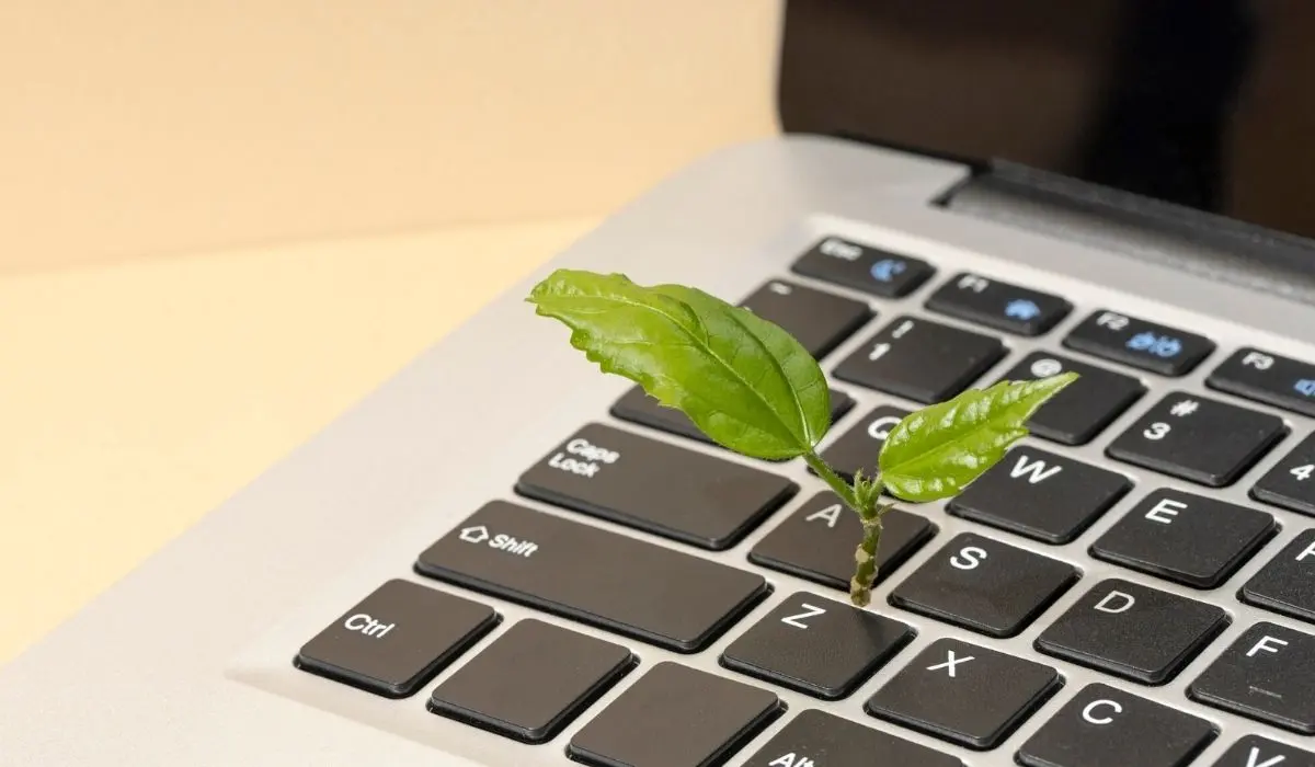 Planta joven que brota entre las teclas de un teclado portátil, simbolizando crecimiento y tecnología.