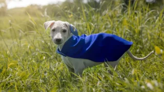 Humanización de mascotas: oportunidades para marcas y retailers