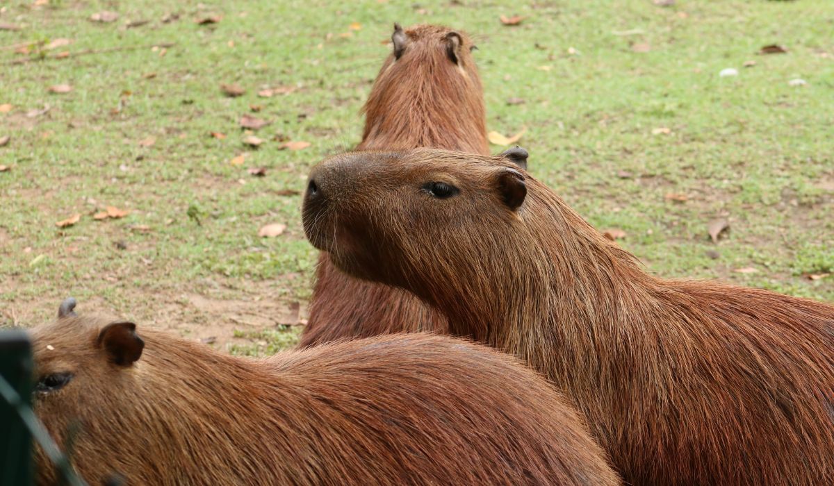 Capibaras